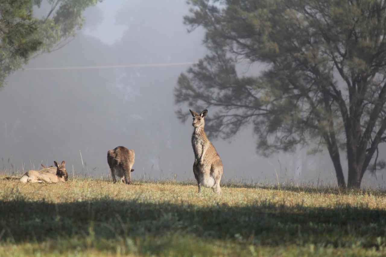 Palmers Lane Estate Hunter Valley Pokolbin Exteriér fotografie